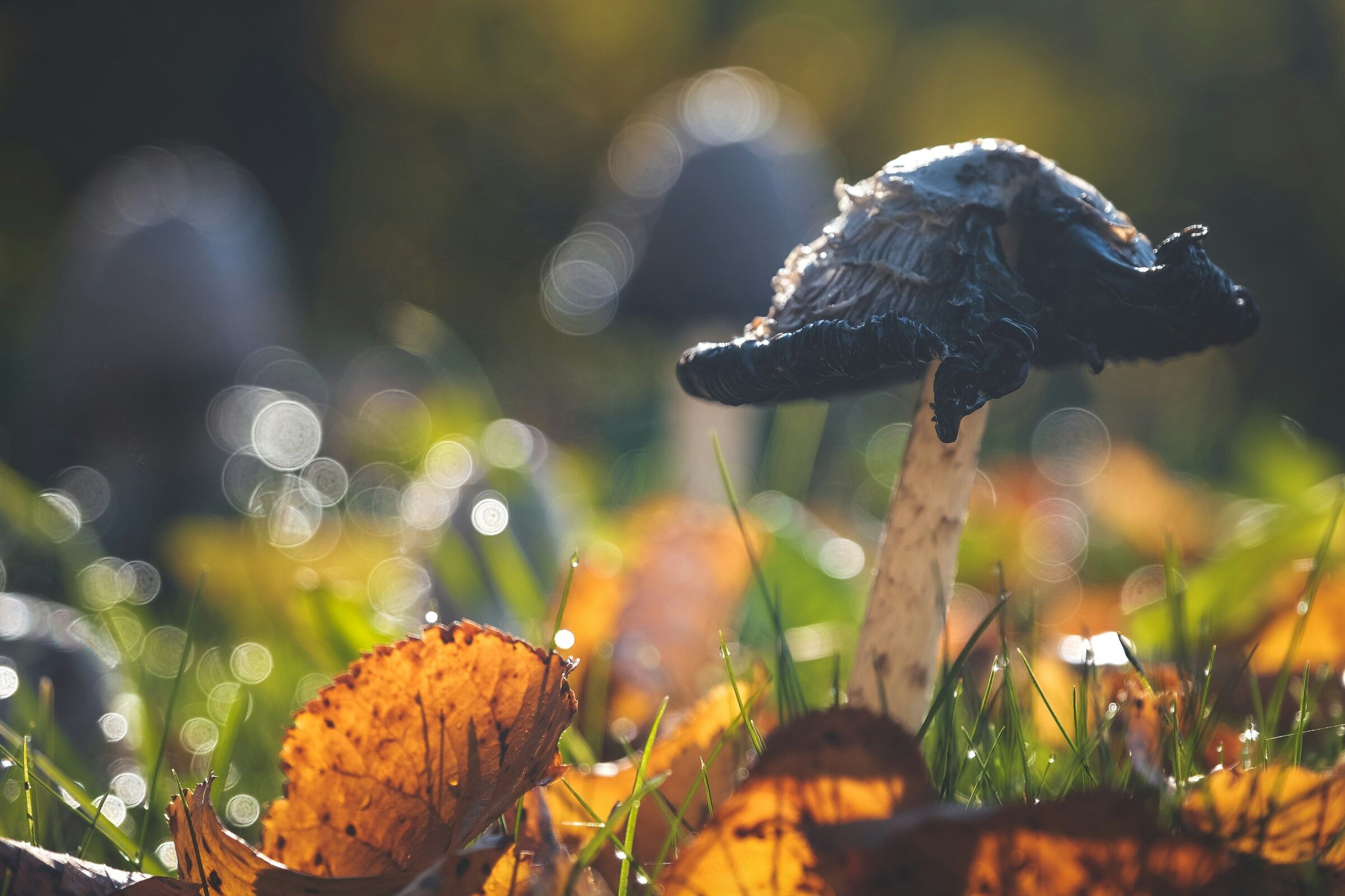 Components and markup | Apache Wicket